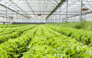 大棚蔬菜在低温寡照期的管理技术，谨记以下5点