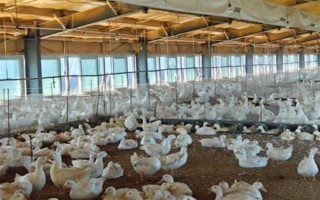 鸭子在夏季容易死亡的原因,一般是高温、养殖密度大、感染病害等因素所致