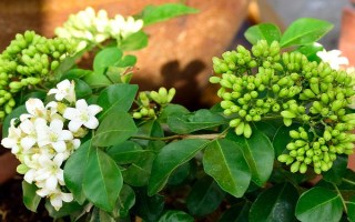 为什么九里香叶子一碰就掉，可能是浇水过多或温度过低等导致