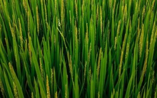 钢两优2729水稻种子简介，5月上中旬播种