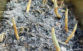 迎红杜鹃怎么繁殖，以种子繁殖、扦插繁殖、嫩枝繁殖为主