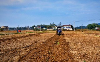 槟榔芋的种植管理技术，选择氮磷钾复合肥施肥