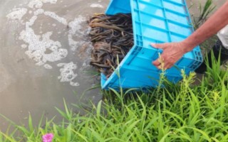 水泥池养黄鳝的水位，通常为20-30厘米左右