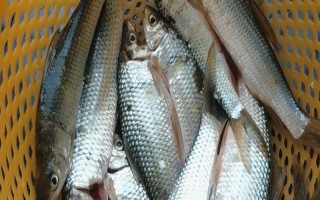 鲮鱼和鲤鱼一样吗，类别比较接近但不是同一种鱼