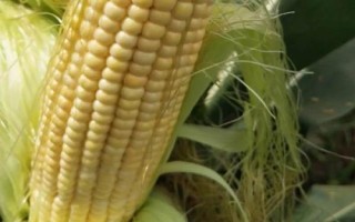 高玉66玉米种子特征特性,适宜在6月中旬播种