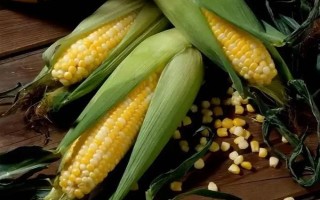 先得利998玉米种子介绍,适宜播期4月下旬至5月上旬