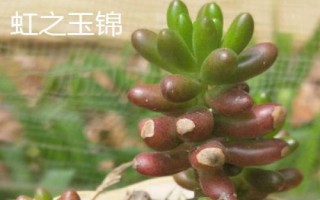 虹之玉锦掉叶怎么解决，水量过少要增加浇水频率