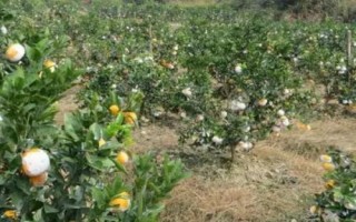 脐橙肥水管理技术，不同生长阶段所需肥不同