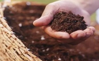 怎么养龟甲龙，盛夏季节将其移到通风透气的阴凉环境中