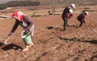 在水里怎么种植土豆,先将土豆进行一定的处理催化