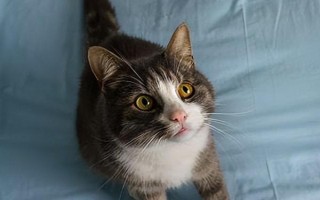 猫咪生长期怎么管理饮食，断奶前可饲喂幼猫专用的羊奶粉