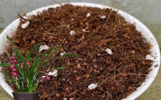 大花蕙兰怎么养殖，初秋至初冬要多晒光