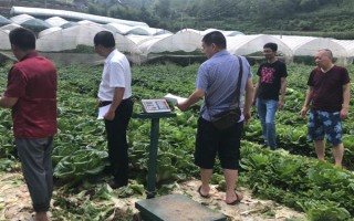 白菜的生长周期是多久，生长周期为55-100天左右