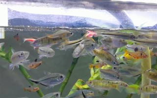 养鱼水怎么养,一般要过滤、充氧才会好