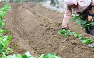 红薯苗怎么栽种，采取斜插法、直栽法、压藤插秧法