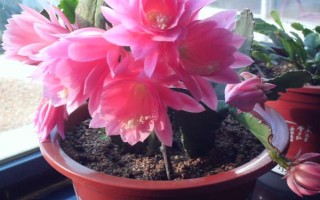 令箭荷花花期如何养护,需给予它优质的通风透气环境