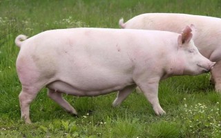 母猪生小猪生不下来怎么处理，可肌肉注射催产素