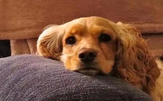 狗狗为什么呼吸困难，常见以下5个原因