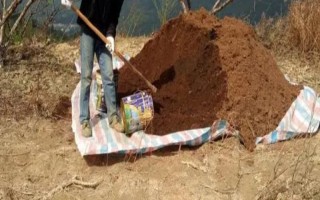 农家肥与化肥混用的好处,可以使养分供应更持久