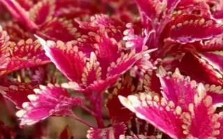 如何养殖彩叶草，生长季节要让土壤保持湿润稍偏干的状态