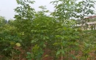白蜡树苗的价格,一般都在5元以上一株