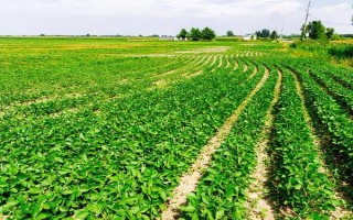 钼肥对大豆的作用，可以促进根瘤菌的形成与生长、增强固氮能力