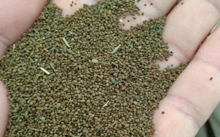 半枝莲的生长阶段，分为幼苗期、生长期、盛花期、休眠期