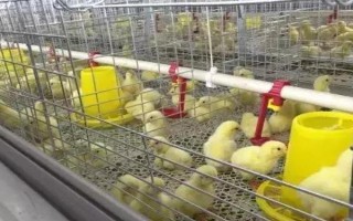 小鸡能不能喝牛奶，饲喂牛奶容易拉稀