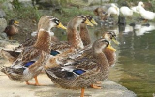 土鸭和麻鸭的区别，养殖方式不同