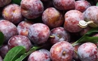 优质的李子品种，常见的有爱琴李、安哥诺、黑宝石李等