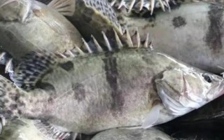 什么是鳜鱼,属于鮨科淡水鱼类