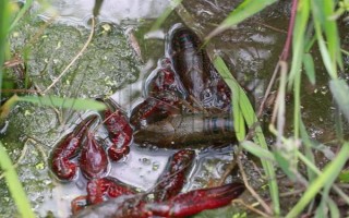 小龙虾的食物，野生个体吃底栖藻类、水生昆虫等食物