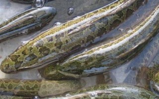 黑鱼一年能长多少斤，体重一般能增加1斤左右