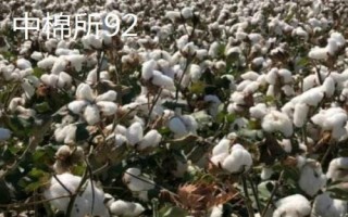 棉花的品种,不同品种适合不同地区种植