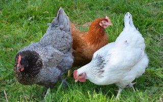 鸡下绿壳蛋的原因，是由它的品种和遗传基因决定的