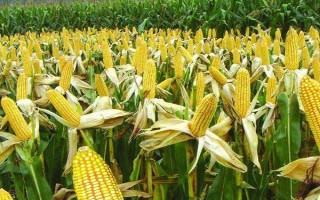 QS2788玉米种子介绍,4月下旬至5月上旬播种