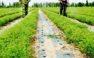 茴香怎么种植出苗较快，播种前需浸种一天