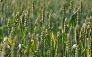 新麦153小麦品种的特性，该品种苗相半匍匐