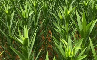 百合怎么种植，播种前需要用药物涂抹种子