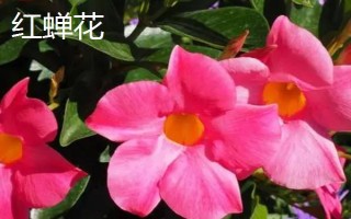 红蝉花怎么养殖,春季每隔半个月追施一次复合肥