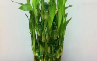 富贵竹一般养多少根,建议养1、2、4、6、8根
