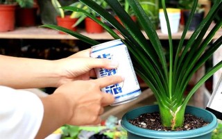 为什么要对君子兰浇啤酒，能起到加快新陈代谢、补充养分等作用