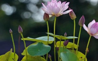 荷花的水养方法，每天要接受充足的散射光