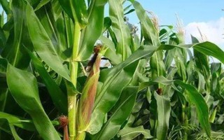 兴辉908玉米种子简介，出苗至成熟124天