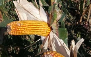 熙研2号玉米种子特点,辽宁省春播生育期127天