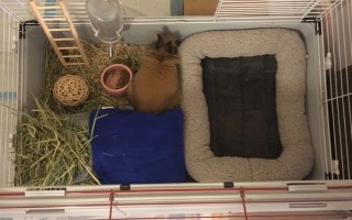 预防兔子感冒的方法，在兔舍中放置毛毯可供兔子御寒