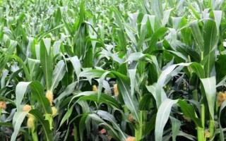 屿诚1号玉米品种的特性，在适应区5月1日左右播种