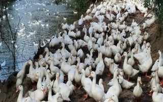 给鸭子喂盐的作用，出栏前喂盐可以增重