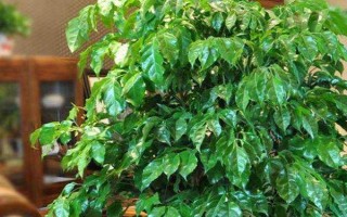 幸福树叶子一碰就掉怎么处理,可能是由于浇水过量导致的