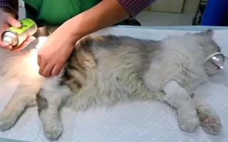 公猫绝育后乱拉乱尿的原因，可能是激素影响或应激影响